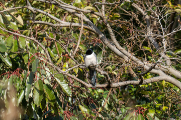 木枝に隠れる冬の尾長(オナガ)