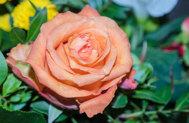  Rose.