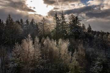 Fototapeta na wymiar winterliche Waldstimmung, die Sonne ist durch die Wolken gebrochen und läßt Eiskristalle auf den Bäumen glitzern.