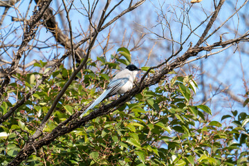 Obraz premium 木枝に隠れる冬の尾長(オナガ)