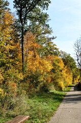 bunte herbstliche Bäume am Wegrand