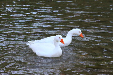 hermoso patos blancos bañandose en el rio y nadando