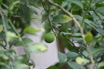 green lemon on tree