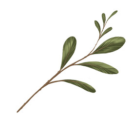 Green leaf isorate on background. for template and decorate your artwork.to be greeting card or prop for about organic product. Create by digital painting and illustration.