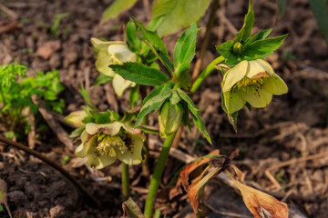 Green hellebore flower on flowerbed in garden