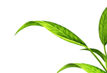 Green leaves on white background .Gives a refreshing feeling and comfortable. Create from digital painting and add full detail of leaf.To achieve perfection as customers want.