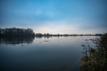 ducks swimming at beautiful werdersee, a river in bremen, at morning dawn in winter