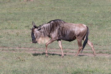 Naklejka na ściany i meble portrait of a single wildebeest in the Maasai Mara