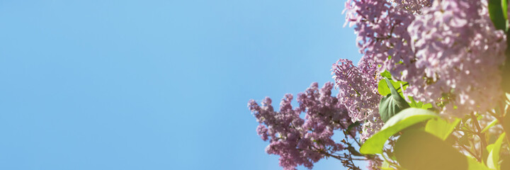 Header with blooming lilac tree flowers. Sunny day with blue sky. Spring concept with copy space.