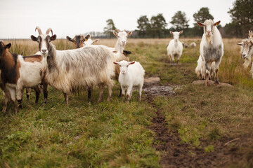 Goats and goatling stand on a field. Autumn landscape. Cold cloudy weather. 