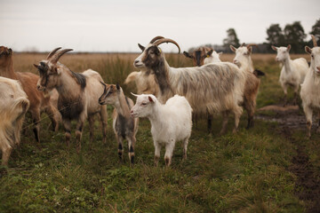Goats and goatling stand on a field. Autumn landscape.