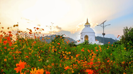 Stunning Golden hour at World Peace Pagoda in Pokhara, Nepal. Beautiful Orange flowers bloom in the foreground, Stunning white World Peace Pagoda in the middle and beautiful golden sky in the backdrop