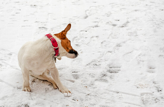 seated jack russell terrier scratching his ear in the snow, horizontal