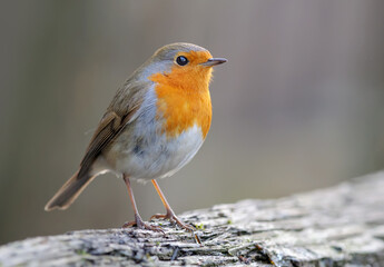 Adult European robin (erithacus rubecula) stands on a dry treee log in dim light 