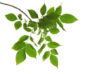 Fototapeta na wymiar Beautiful tree branch with green leaves on white background