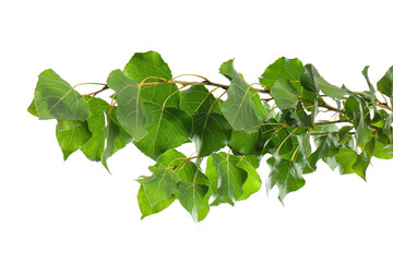 Beautiful tree branch with green leaves on white background