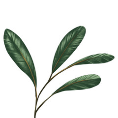 Green leaves illustration style. On white background. For decorate your design with template. Create by digital painting .