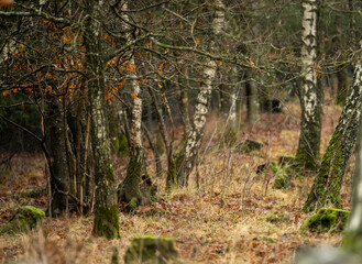 A winter picture of a beautiful forest glade. Picture from Scania county, Sweden