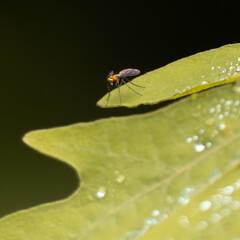 Fly on a Leaf