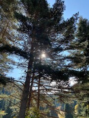 Trees in the forest.