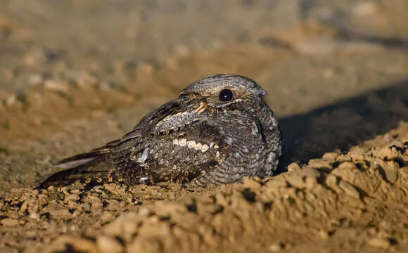 Risky European nightjar (Caprimulgus europaeus) sits and rests on sandy road at spring night