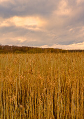 Obraz premium A boardwalk in a marshland full of reeds in golden color. Picture from Lund, southern Sweden
