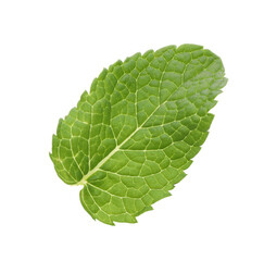 Fresh green mint leaf isolated on white
