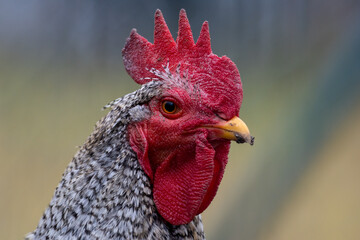 Schwarz-Wei&szlig;er Hahn