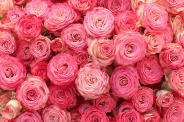 Pink roses background. 