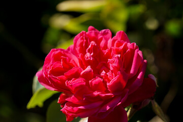 Photos of roses in the garden