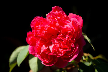 Photos of roses in the garden
