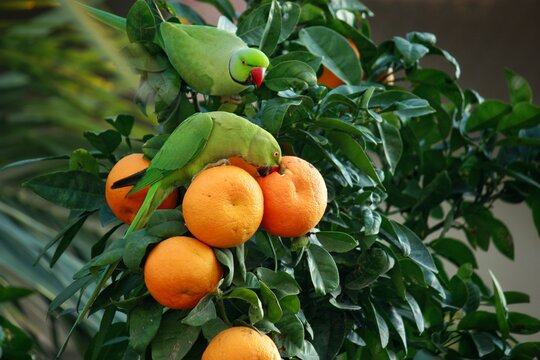 Two green parrots on top of an orange tree in Tel Aviv

