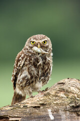 The little owl (Athene noctua) with prey, frog in its beak. An owl with prey on a dry branch. A small owl with yellow eyes with prey on a dry trunk.