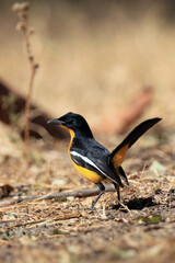 The crimson-breasted shrike (Laniarius atrococcineus) or the crimson-breasted gonolek, rare yellow morph.A very rare color form of the African shrike.