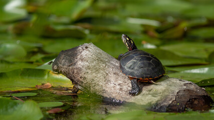 Painted Turtle Basking