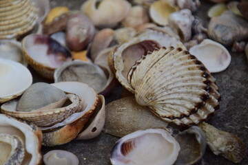 Conchiglie sparse al suolo