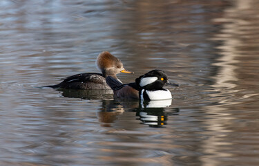 Hooded Merganser Mating Pair Swimming in a Lake on a Fall Morning

