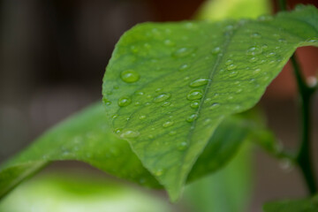Gocce d'acqua su foglia verde, dettaglio, brina