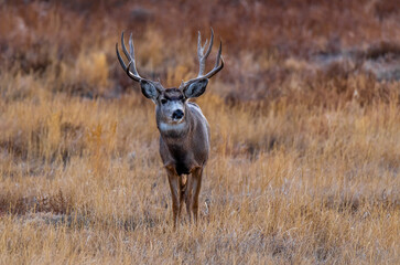A Mule Deer Buck with Large Antlers in Autumn