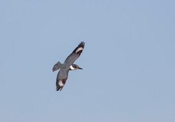 Belted Kingfisher in flight