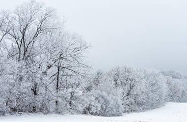 Frost covered trees stand against the sky on a winter day