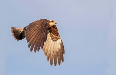 Snail Kite in flight