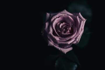 Beautiful fresh rose of pink color on a black background. Place for text. Photo for a greeting card