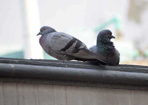 Indian Pigeons also known as Kabootar in Hindi language sitting besides each other 