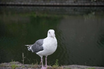 standing seagull