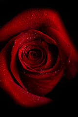 Beautiful fresh rose of red color on a black background. Place for text. Photo for a greeting card