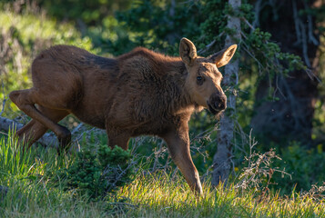 A Baby Moose Calf Roaming the Colorado Mountains on a Spring Morning