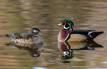 A Mating Wood Duck Pair Swimming in the Water on a Fall Morning