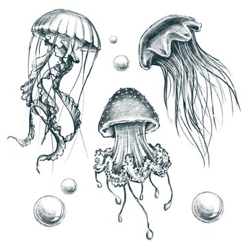 Set of jellyfish. Graphic elements for design. Hand drawn sketch, illustration 