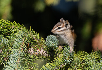 An Adorable Least Chipmunk Searching for Food in the Pine Tree